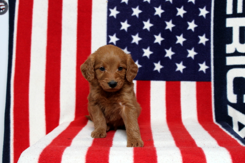 puppy, for, sale, Mini Goldendoodle F1, Matthew B. Stoltzfus, dog, breeder, Gap, PA, dog-breeder, puppy-for-sale, forsale, nearby, find, puppyfind, locator, puppylocator, aca